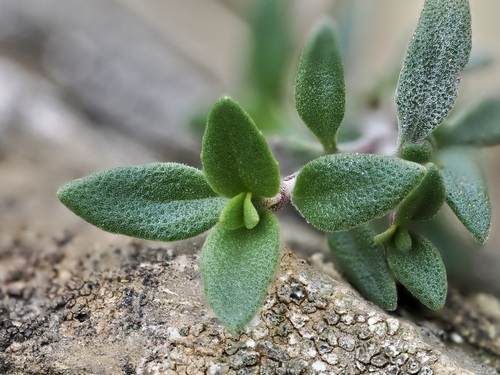 Thymus mastichina (Mastic thyme) — photo