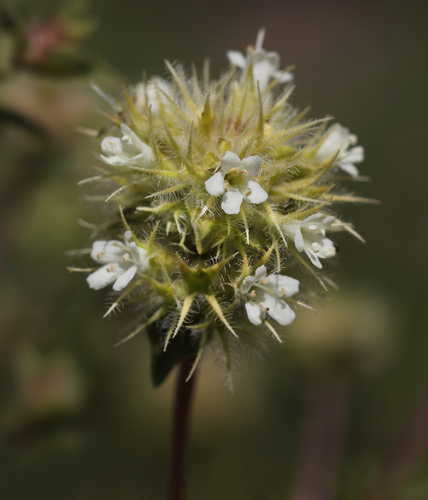 Thymus mastichina