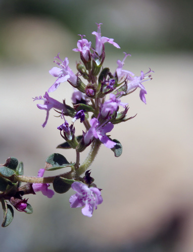 Thymus nummularius (Pizza thyme) — photo