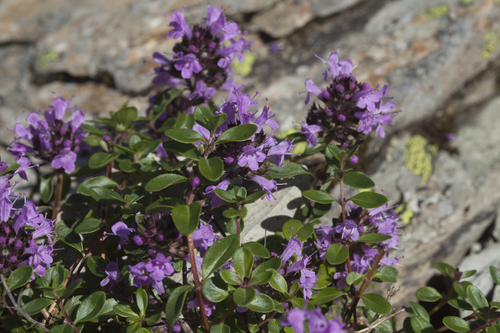 Thymus nummularius (Pizza thyme) — photo