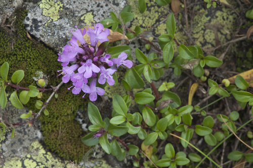 Thymus nummularius