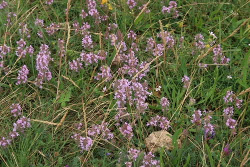 Thymus praecox subsp. arcticus (Wild thyme) — photo