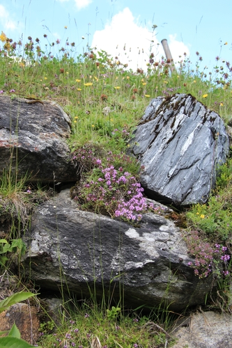 Thymus praecox subsp. arcticus (Wild thyme) — photo