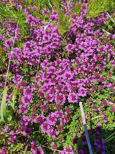 Thymus praecox subsp. arcticus
