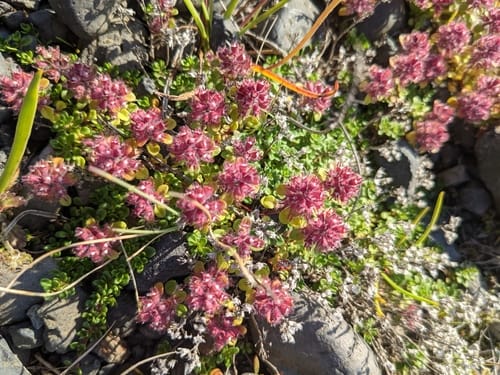 Thymus praecox subsp. caucasicus