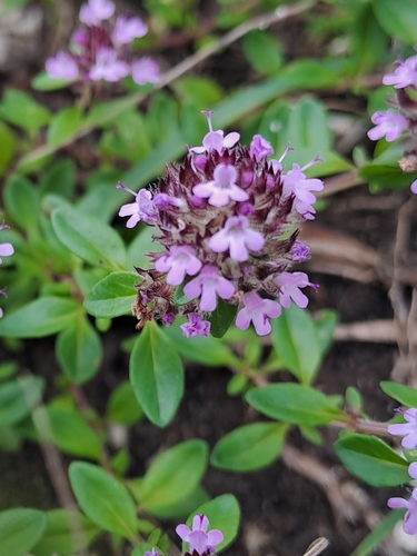 Thymus pulegioides (Broad-leafed thyme) — photo