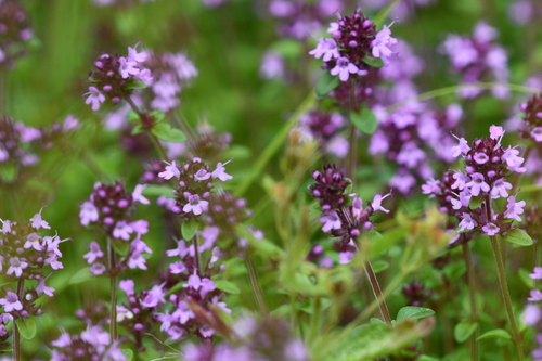 Thymus pulegioides (Broad-leafed thyme) — photo