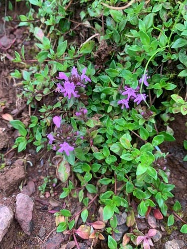 Thymus quinquecostatus (Japanese thyme) — photo