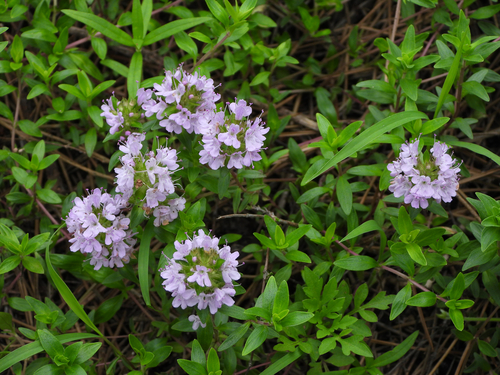 Thymus quinquecostatus