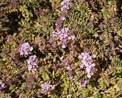 Thymus schimperi (Ethiopian thyme) — photo