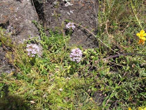 Thymus schimperi (Ethiopian thyme) — photo