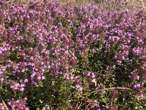 Thymus serpyllum