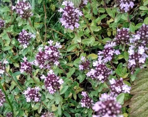 Thymus serpyllum subsp. nervosus