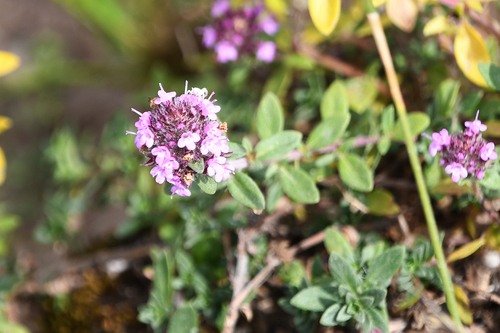 Thymus serpyllum subsp. nervosus — photo