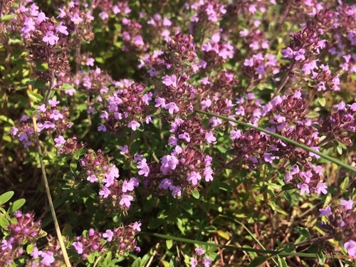 Thymus serpyllum (Creeping thyme) — photo