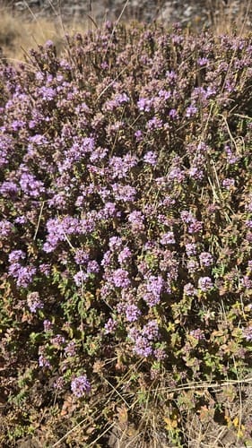 Thymus serrulatus — photo