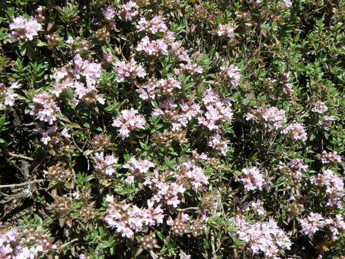 Thymus serrulatus