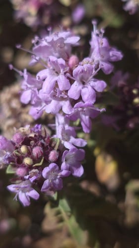 Thymus serrulatus — photo