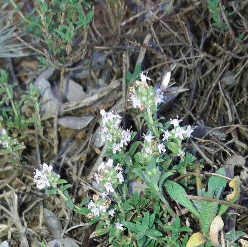 Thymus sibthorpii