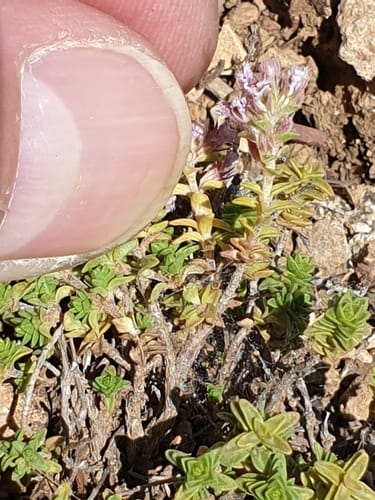 Thymus sipyleus — photo