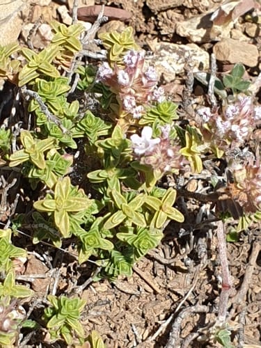 Thymus sipyleus — photo