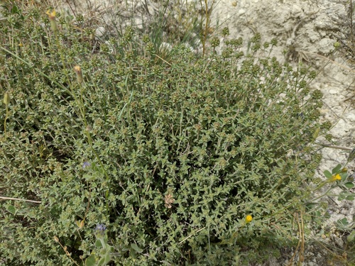 Thymus sipyleus