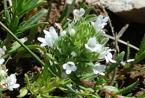 Thymus spinulosus (Timo spinosetto) — photo