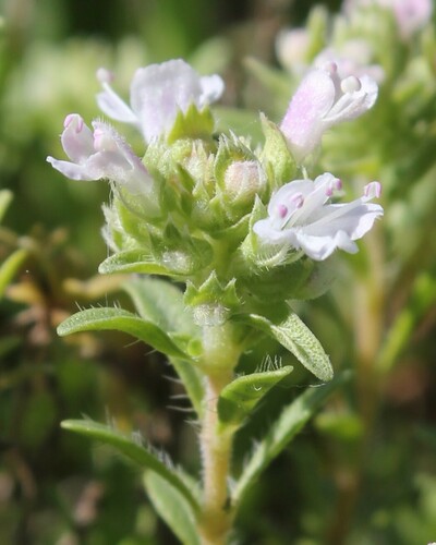 Thymus spinulosus
