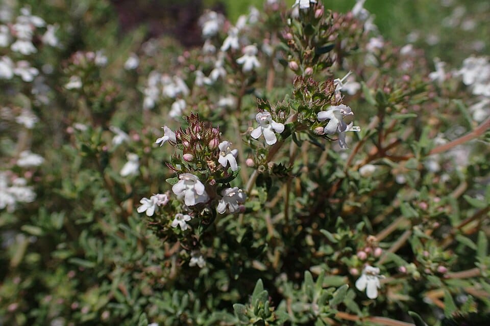 Thymus thracicus — photo