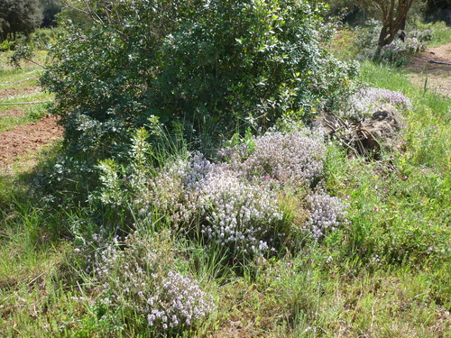 Thymus vulgaris (Thyme) — photo