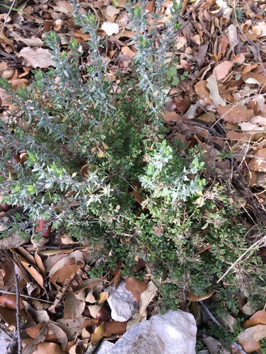 Thymus vulgaris (Thyme) — photo
