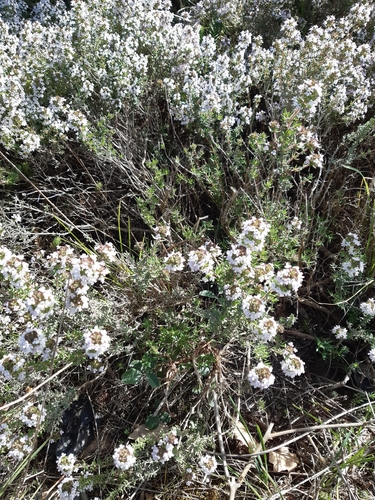 Thymus vulgaris