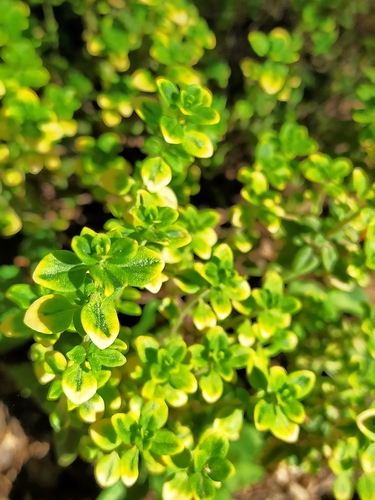 Thymus x citriodorus (Lemon-scented thyme) — photo