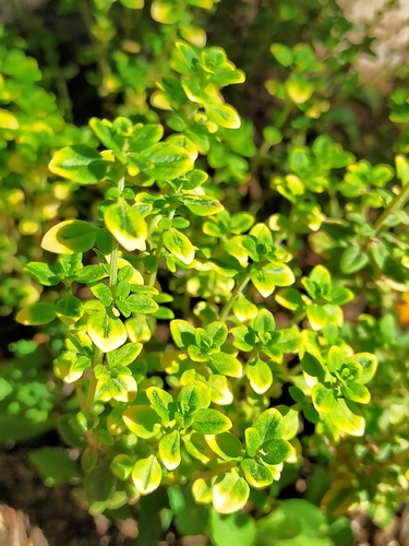 Thymus x citriodorus (Lemon-scented thyme) — photo