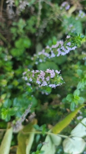 Thymus x citriodorus