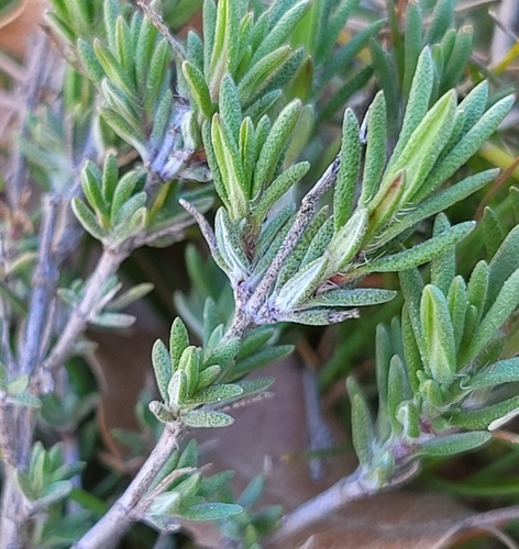 Thymus zygis (Sauce thyme) — photo