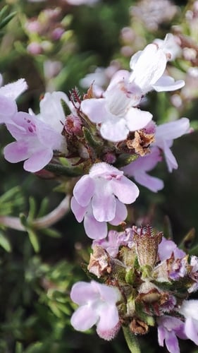 Thymus zygis