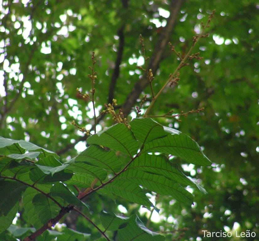 Thyrsodium spruceanum — photo