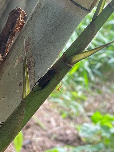 Thyrsostachys siamensis (Umbrella-handle bamboo) — photo