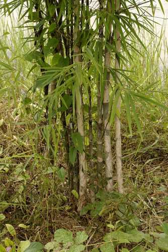 Thyrsostachys siamensis