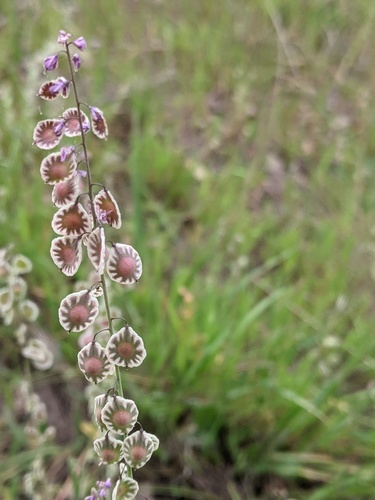 Thysanocarpus elegans (Lacepod) — photo