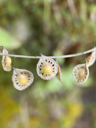 Thysanocarpus elegans (Lacepod) — photo