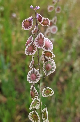 Thysanocarpus elegans