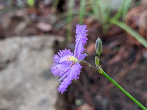 Thysanotus banksii (Banks’ fringed lily) — photo