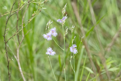 Thysanotus banksii (Banks’ fringed lily) — photo