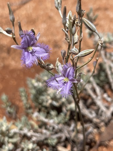 Thysanotus baueri (Mallee fringed lily) — photo