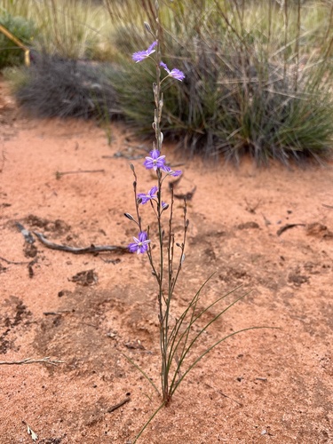 Thysanotus baueri (Mallee fringed lily) — photo
