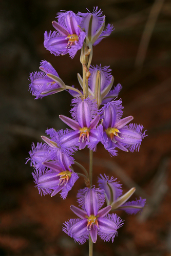 Thysanotus baueri