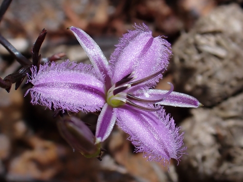 Thysanotus manglesianus (Fringed lily) — photo