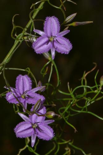 Thysanotus manglesianus (Fringed lily) — photo